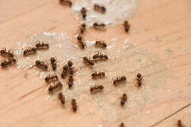 Wildlife Control Services in Cave Junction, OR